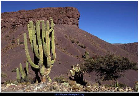 CACTUS GEANT EN BOLIVIE